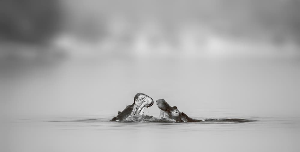 Wild Hippos Splash by Phillip Chang — canvas wall art