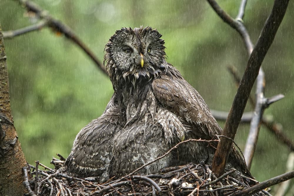 Resilient Owl In Rain by Peter Stahl — canvas wall art