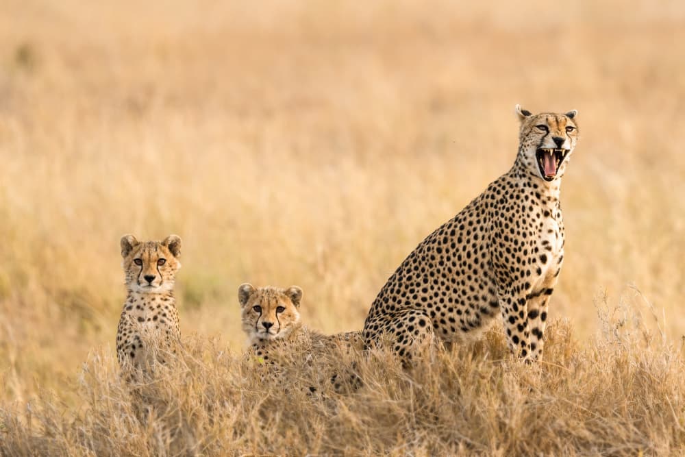 Yawning Cheetah and Cubs by James Cai — canvas wall art