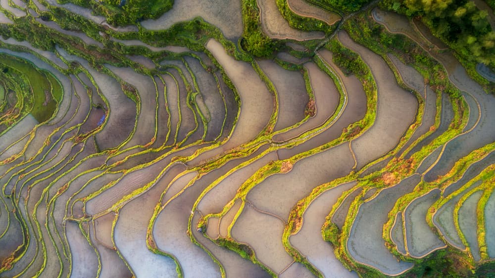 Golden Rice Terraces by Mei Xu — canvas wall art