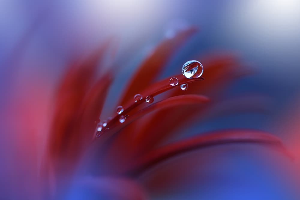 Red Petal Water Drops by Juliana Nan — canvas wall art