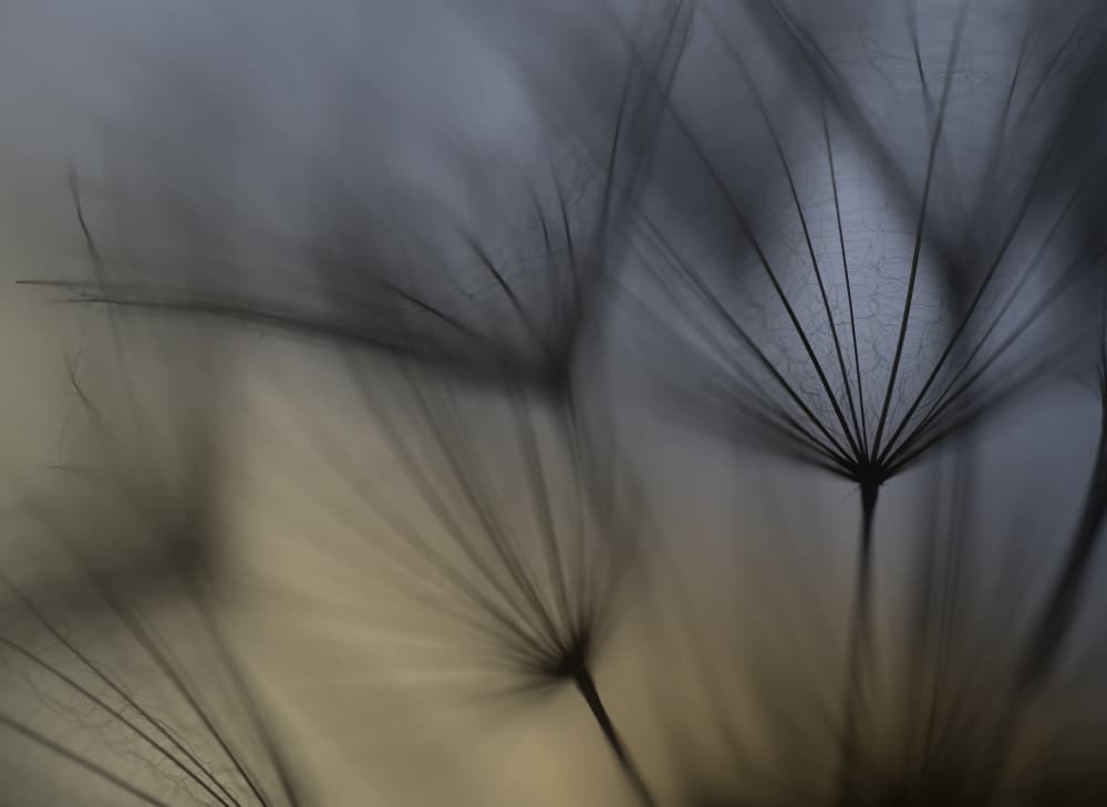 Delicate Dandelion Fluff by Lotte Grønkjær — canvas wall art