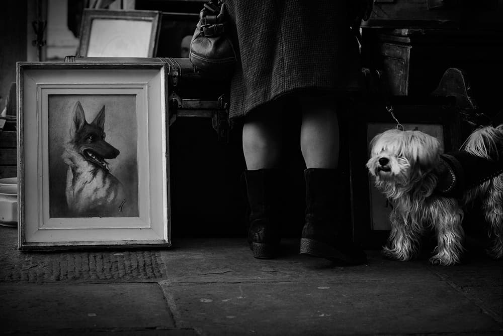 Market Dog And Art by Roberto Marini — canvas wall art