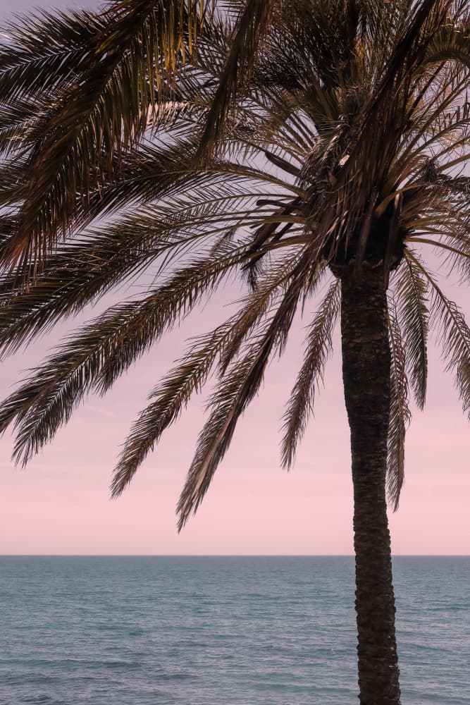 Palm Over Pink Horizon by Pictufy Studio III — canvas wall art