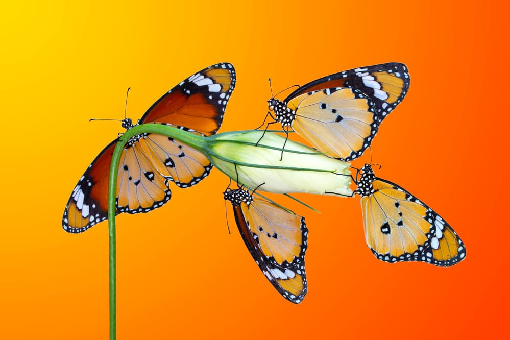 Vibrant Butterflies on Flower by Mustafa öztürk — canvas wall art