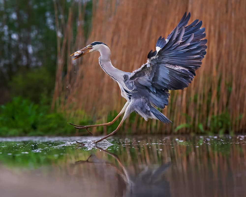 Grey Heron's Catch by Annie Poreider — canvas wall art