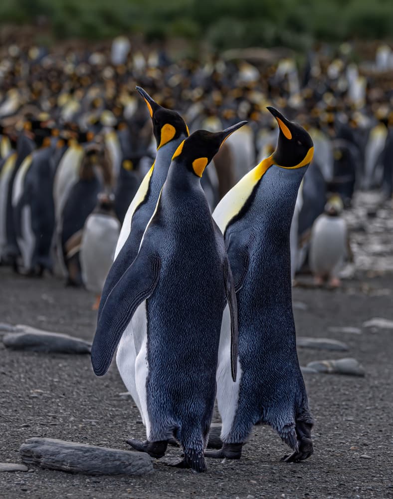 Penguins Looking Up by Ning Lin — canvas wall art