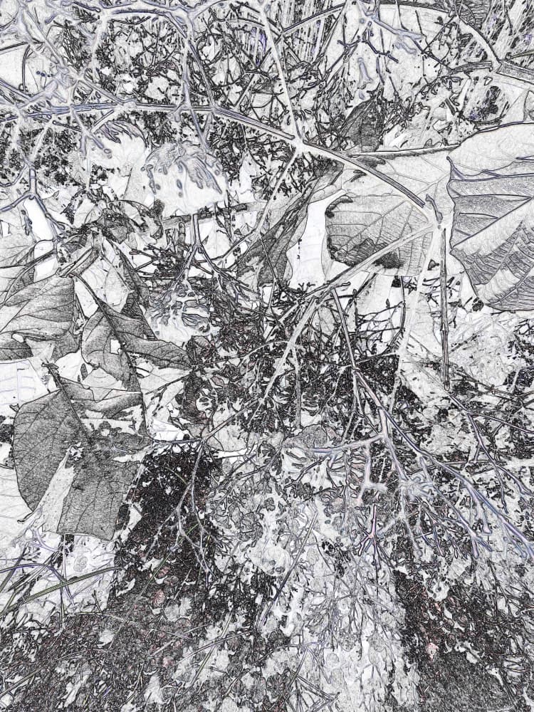 Monochrome Forest Detail by Santhosh ch — canvas wall art