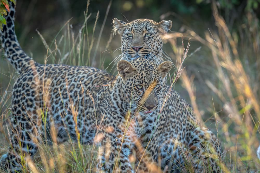 Leopard Mother and Cub by Jeffrey C. Sink — canvas wall art
