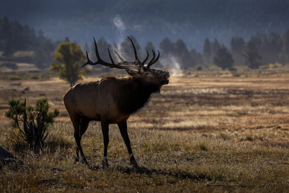 Majestic Bugling Elk by Dennis Zhang — canvas wall art