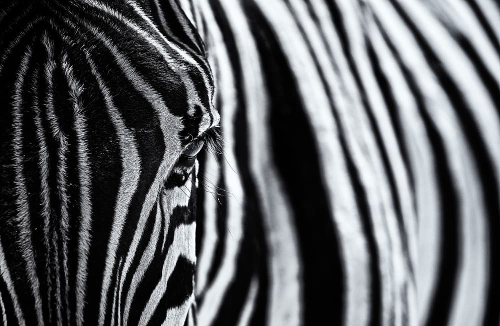 Striped Zebra Eye by Marco Tagliarino — canvas wall art