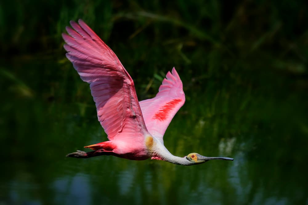 Pink Spoonbill in Flight by Annie Poreider — canvas wall art