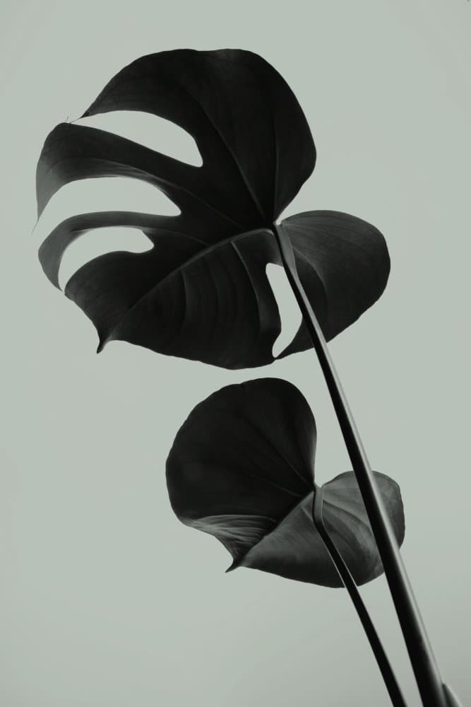 Elegant Monstera Leaves by Pictufy Studio III — canvas wall art