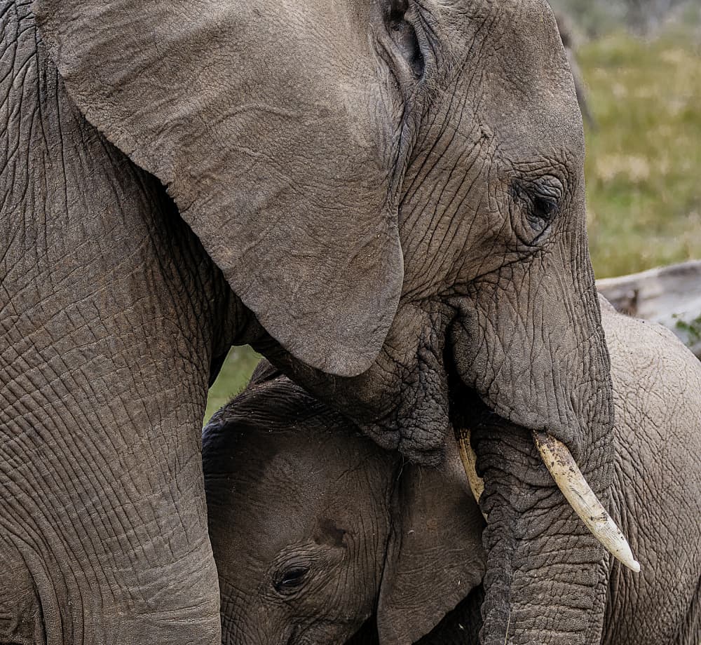 Tender Elephant Embrace by Jois Domont ( J.L.G.) — canvas wall art