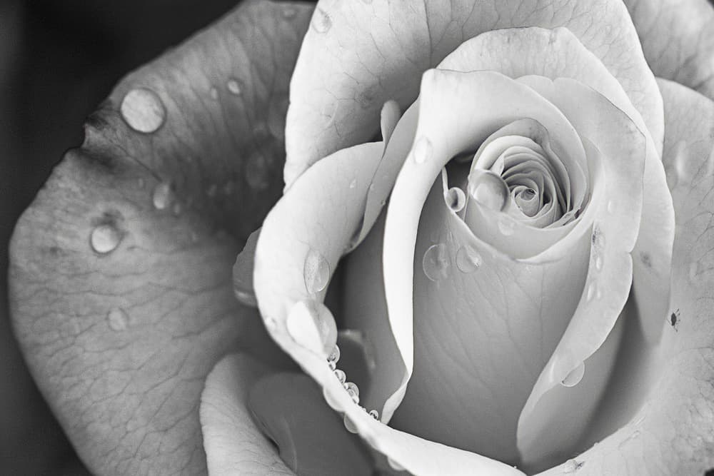 Elegant Monochrome Rose by Cicek Kiral — canvas wall art