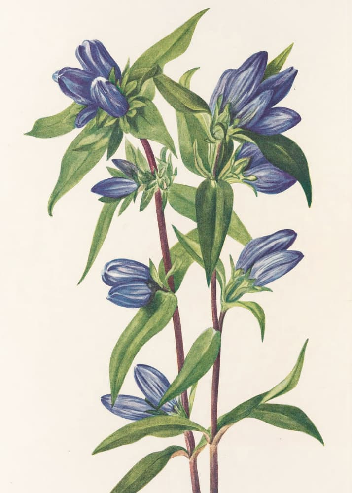 Bottle Gentian From North American Wildflowers (1925) By Mary Vaux Walcott by Mary Vaux Walcott — canvas wall art