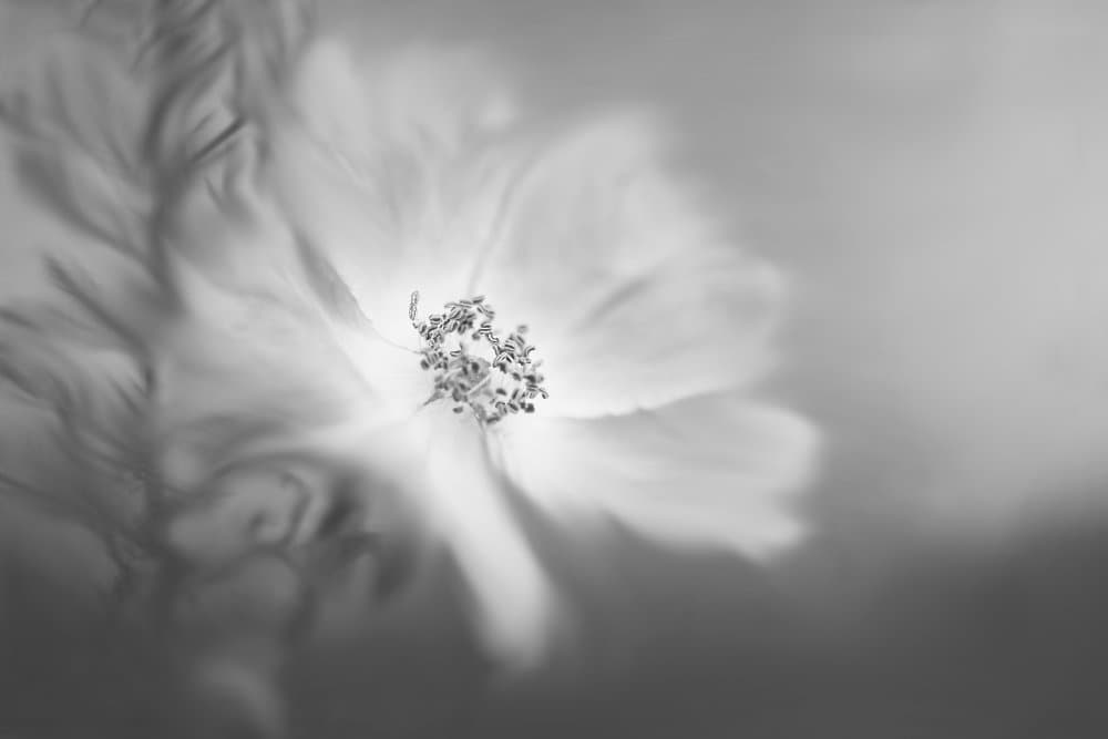 Soft Floral Glow by Lynn Grant — canvas wall art