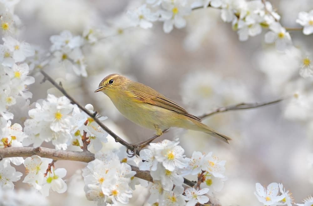 Yellow Bird White Blooms by Cristian Andreescu — canvas wall art