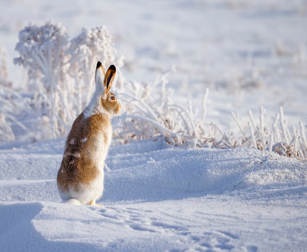 Winter Hare in Snow by Shlomo Waldmann — canvas wall art