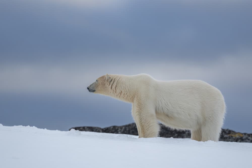 Majestic Arctic Bear by Rajat Dhesi — canvas wall art