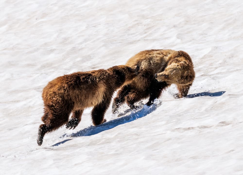Playful Grizzly Bears by Jenny L. Zhang — canvas wall art