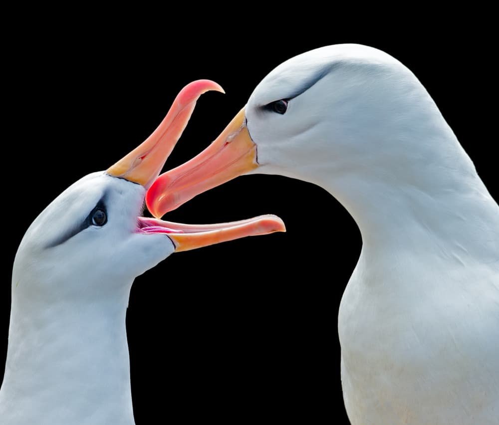 Tender Albatross Interaction by Liwen Tao — canvas wall art