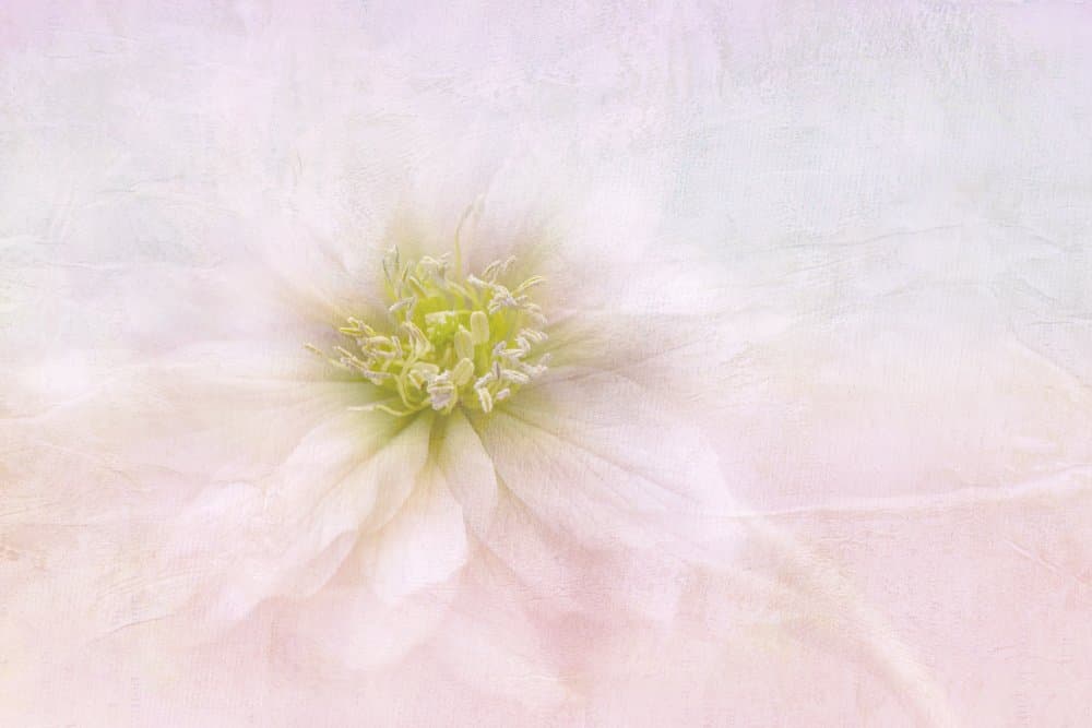 Elegant Pastel Bloom by Jacky Parker — canvas wall art