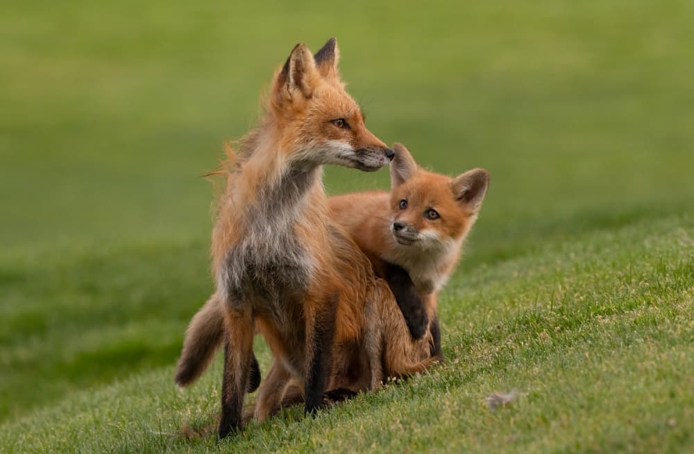 red fox by Johnson Huang — canvas wall art