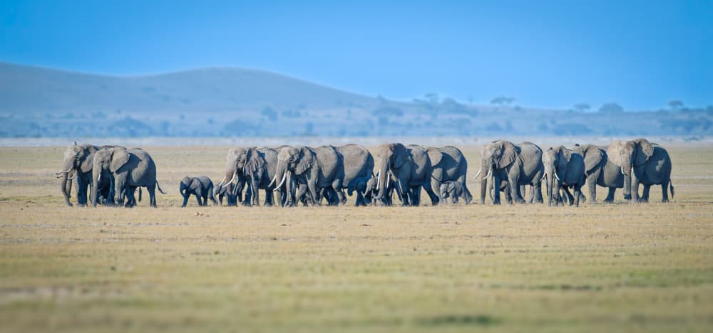 African Elephant Herd by Jeffrey C. Sink — canvas wall art