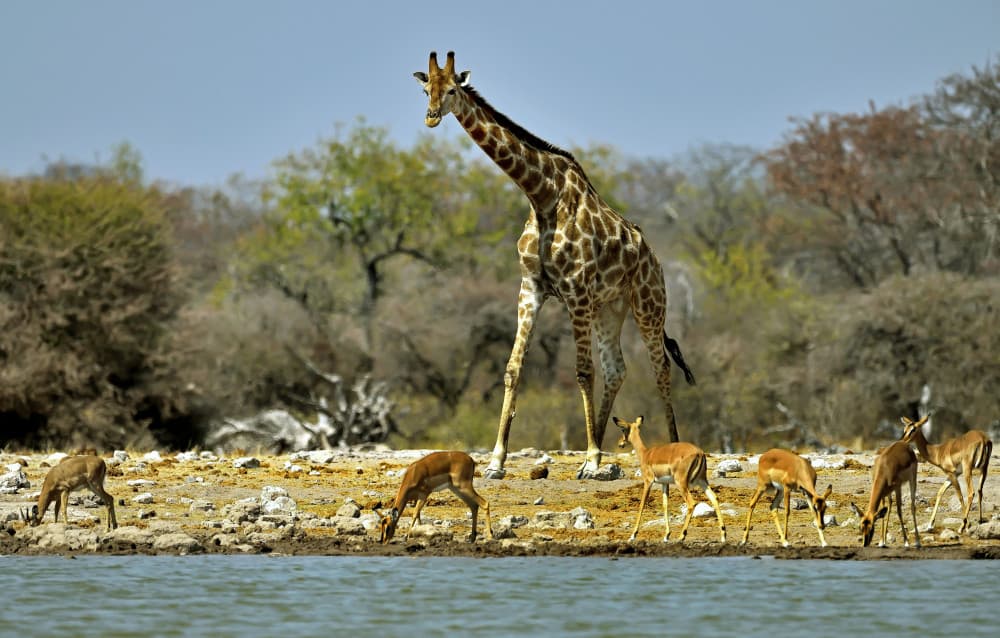 Giraffe and Impalas Drinking by Giuseppe DAmico — canvas wall art