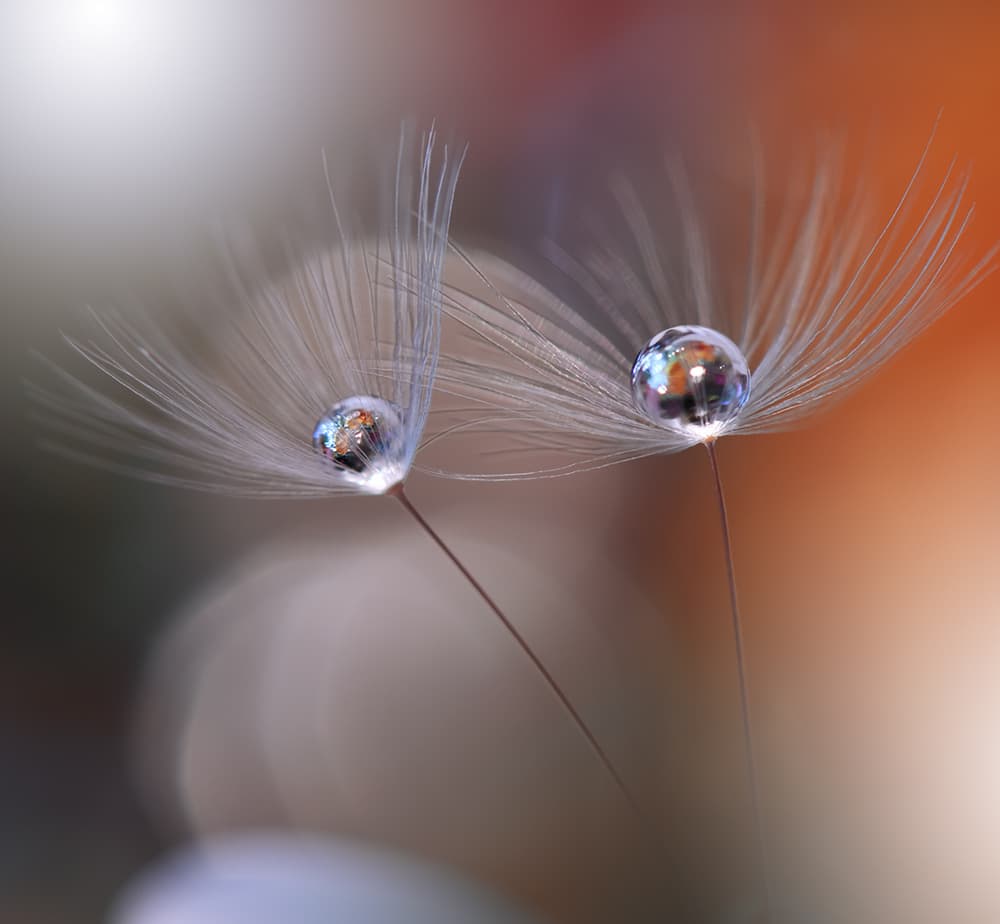 Delicate Dandelion Reflections by Juliana Nan — canvas wall art