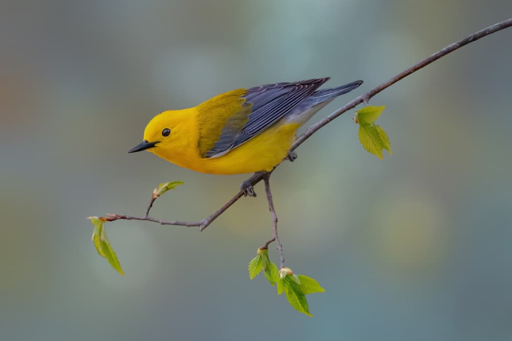 Bright Yellow Bird by Jacob (Jian) Xu — canvas wall art
