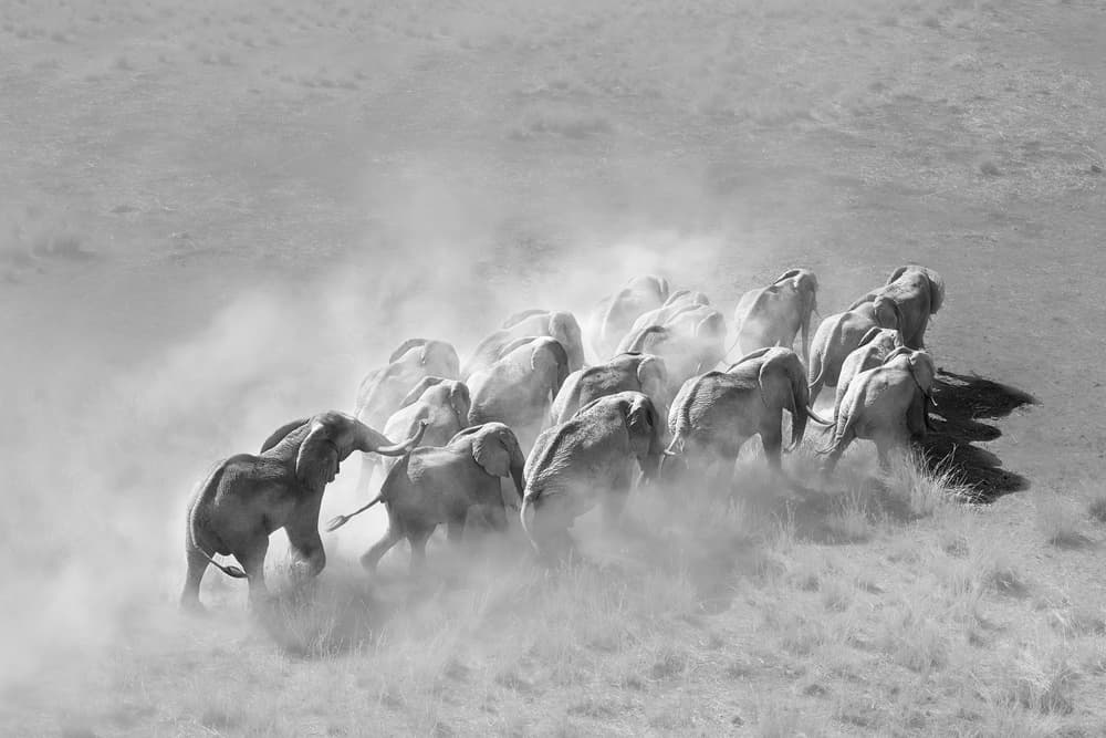 Dusty Herd Run by Jie Fischer — canvas wall art
