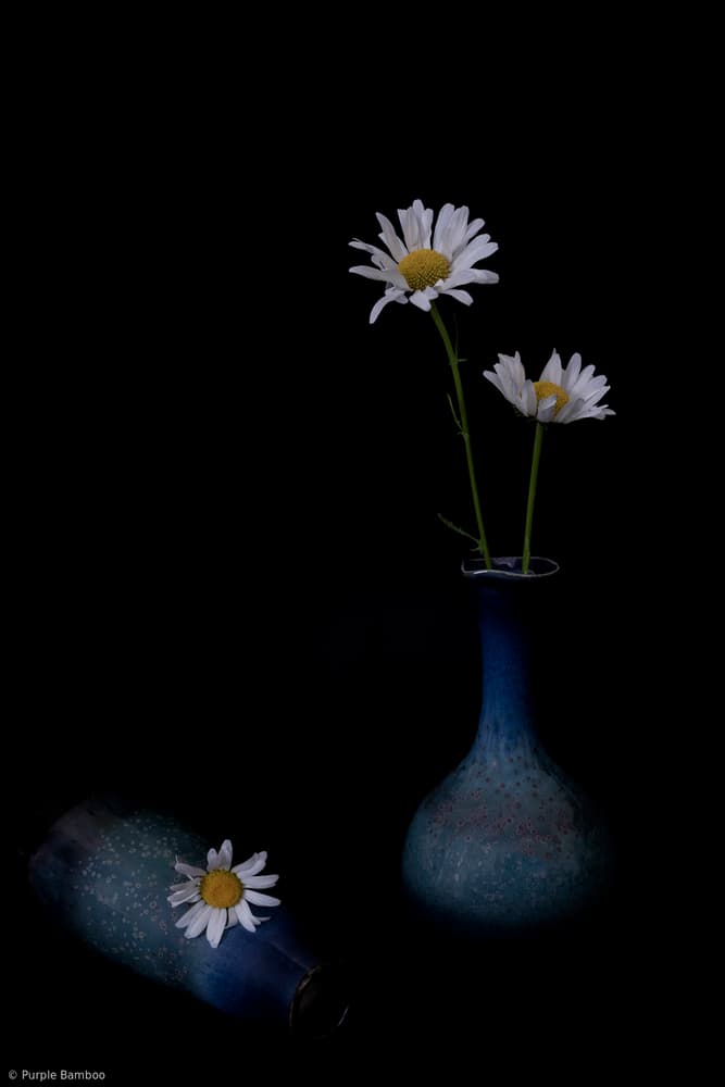 Elegant Daisies in Blue by Purple Bamboo — canvas wall art