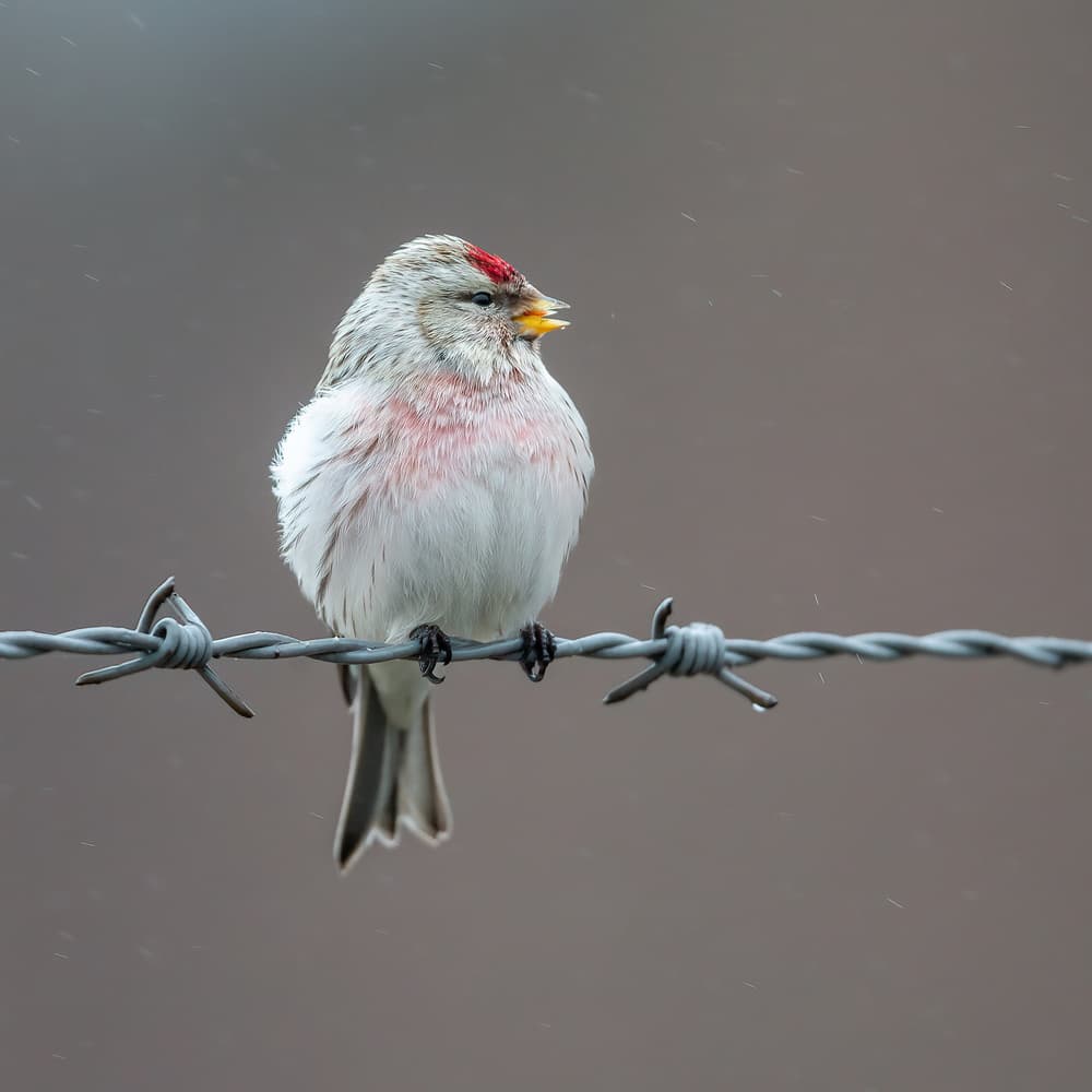Redpoll on Barbed Wire by Annie Keizer — canvas wall art
