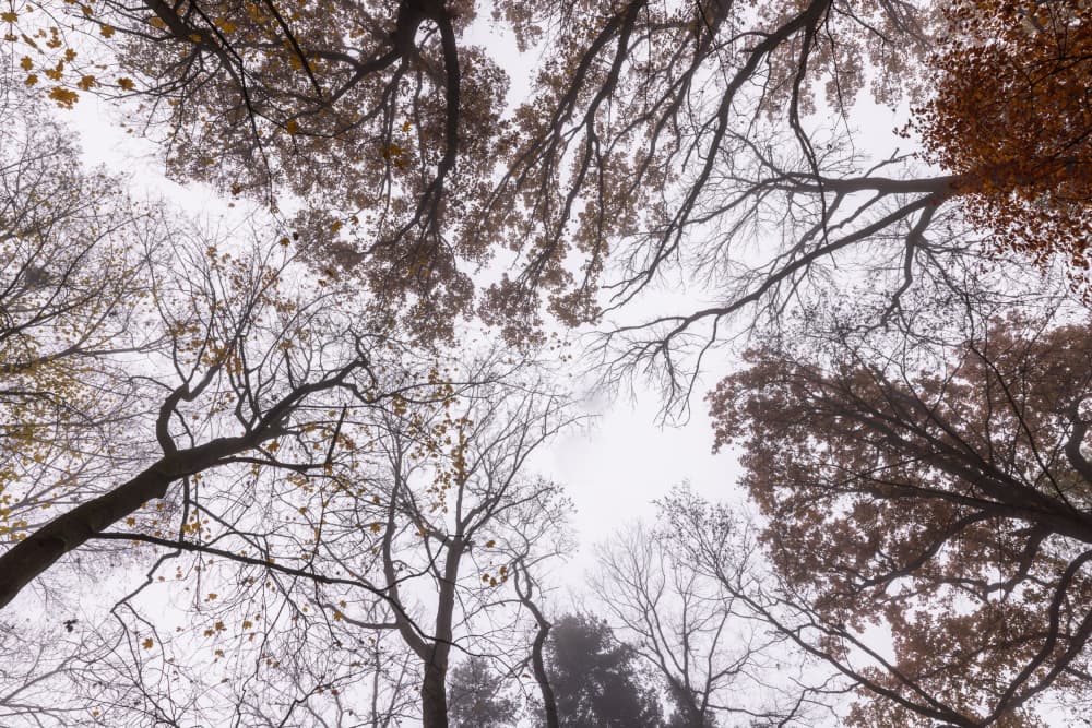 Looking Up 2 by Mareike Böhmer — canvas wall art