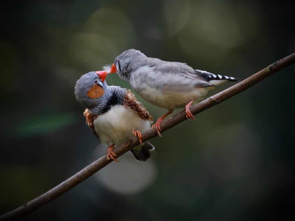 Zebra Finch Love by Taksing (吉星高照) — canvas wall art