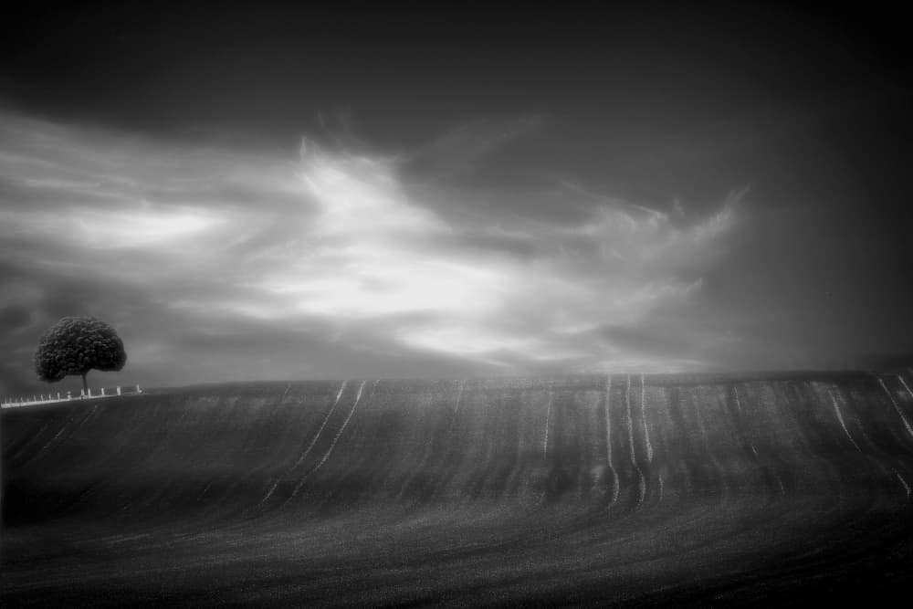Solitary Tree Landscape by Anna Cseresnjes — canvas wall art
