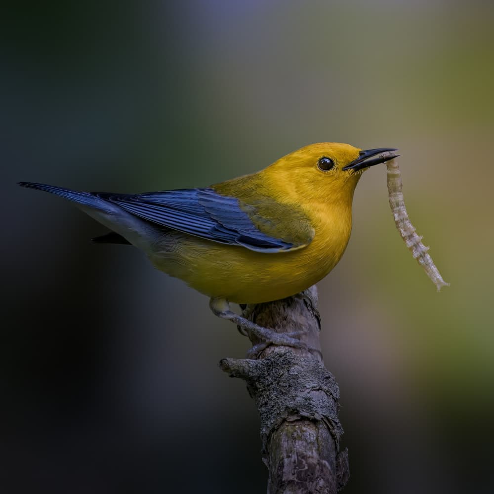 Vibrant Warbler's Catch by Jacob (Jian) Xu — canvas wall art