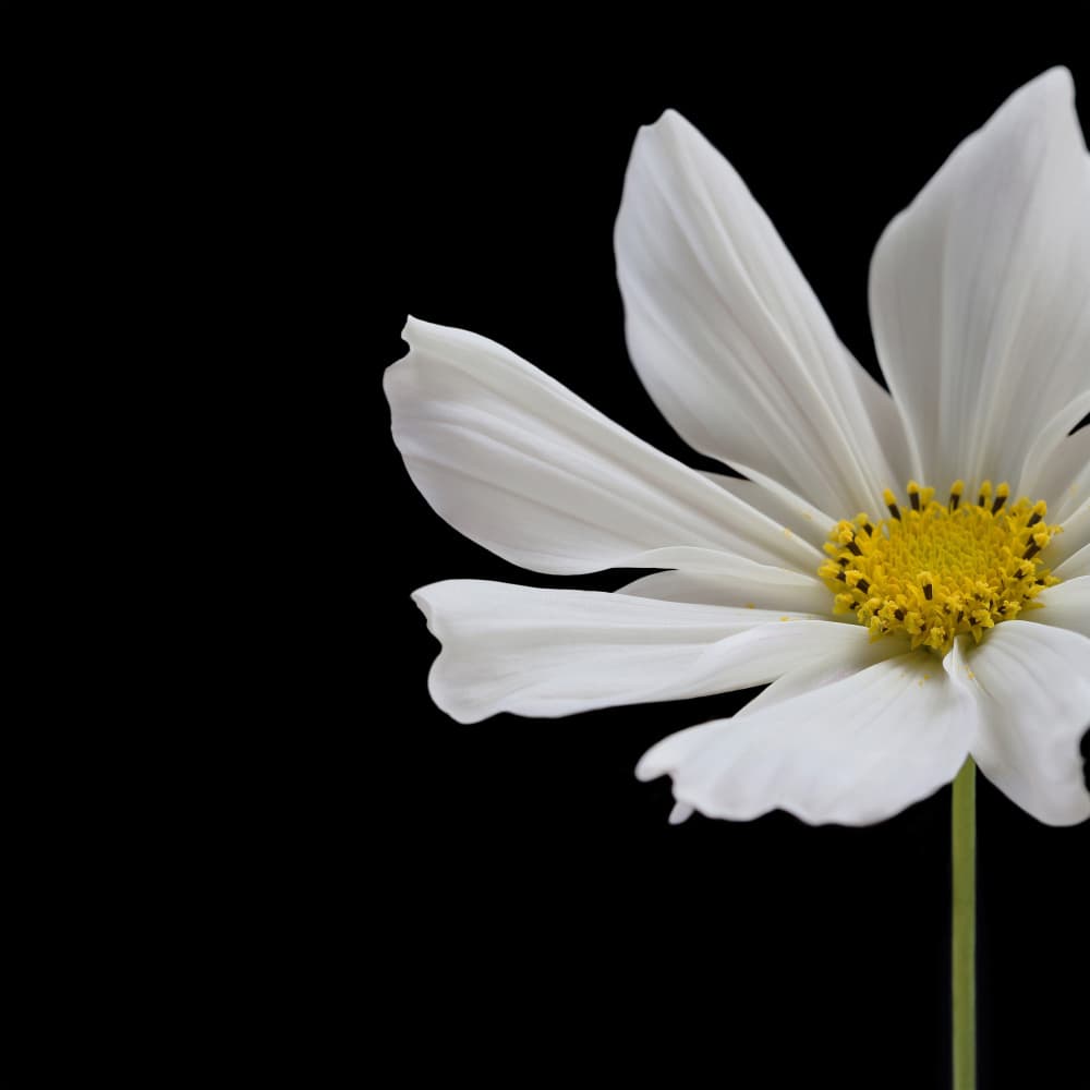 White Cosmos Blossom by Alyson Fennell — canvas wall art