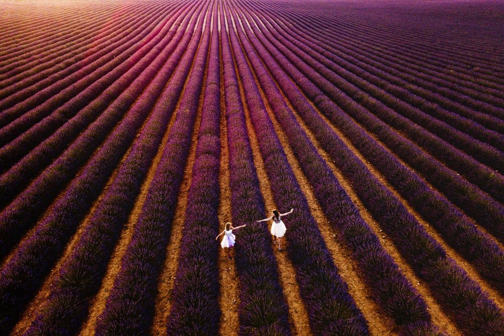 Wandering Lavender Fields by Gina Buliga — canvas wall art