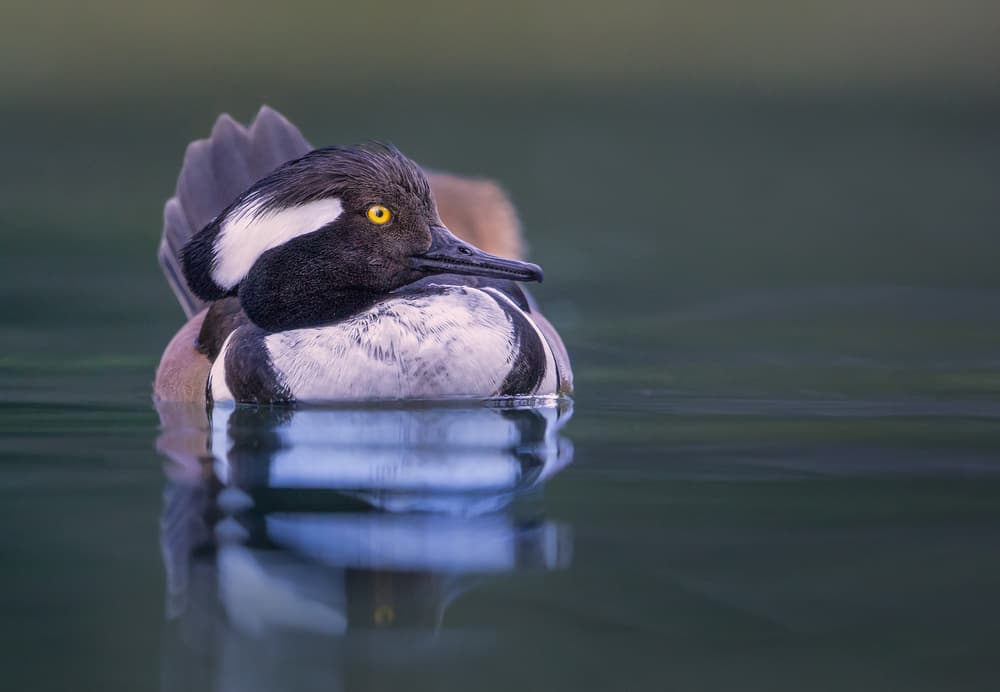 Hooded Merganser Reflection by Greg Barsh — canvas wall art