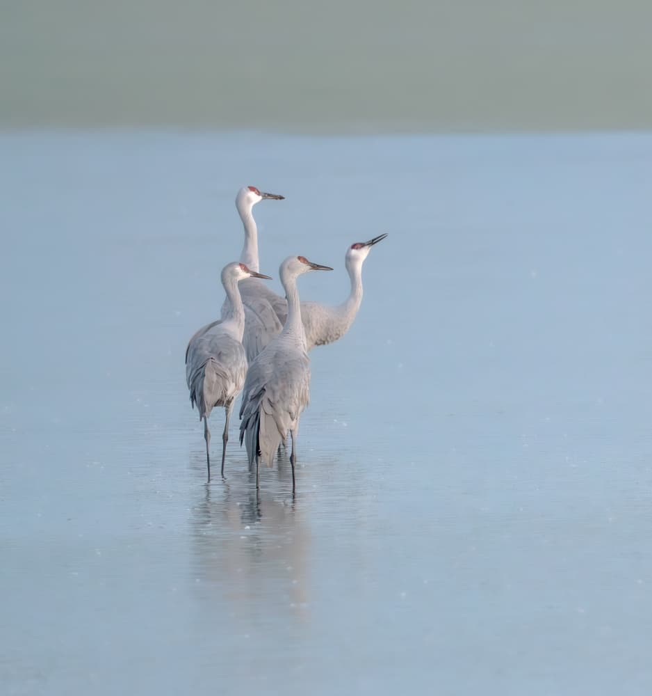 Serene Sandhill Cranes by April Xie — canvas wall art