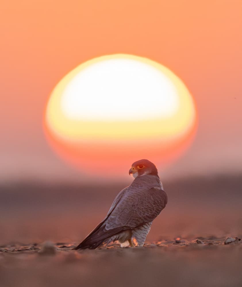 Majestic Falcon Sunset by Manish Nagpal — canvas wall art