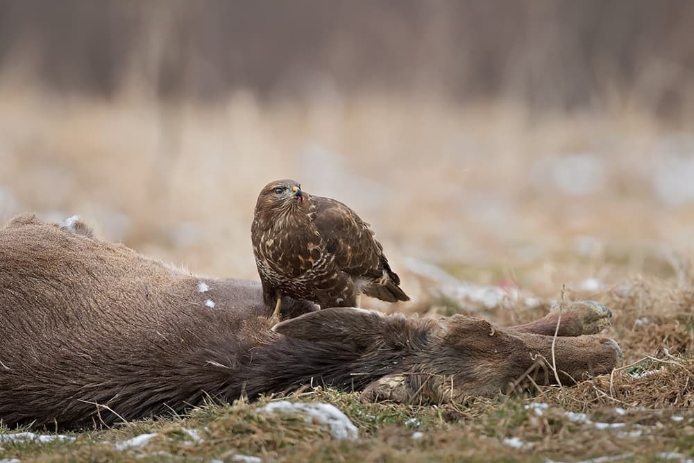 Buzzard On Deer Carcass by Marco Pozzi — canvas wall art
