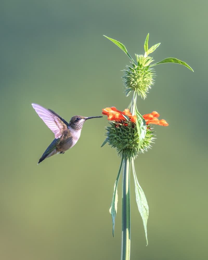 Hummingbird Nectar Sip by Deming W — canvas wall art