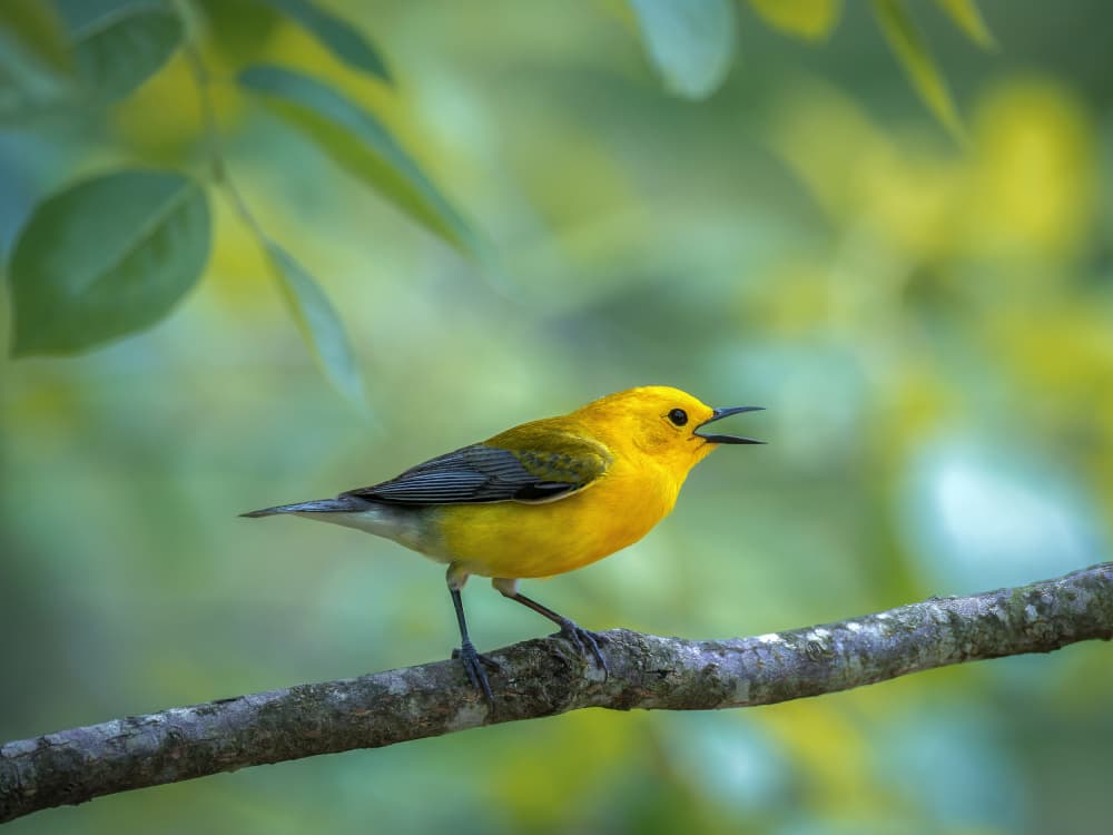 Vibrant Yellow Bird by Leechee Z — canvas wall art