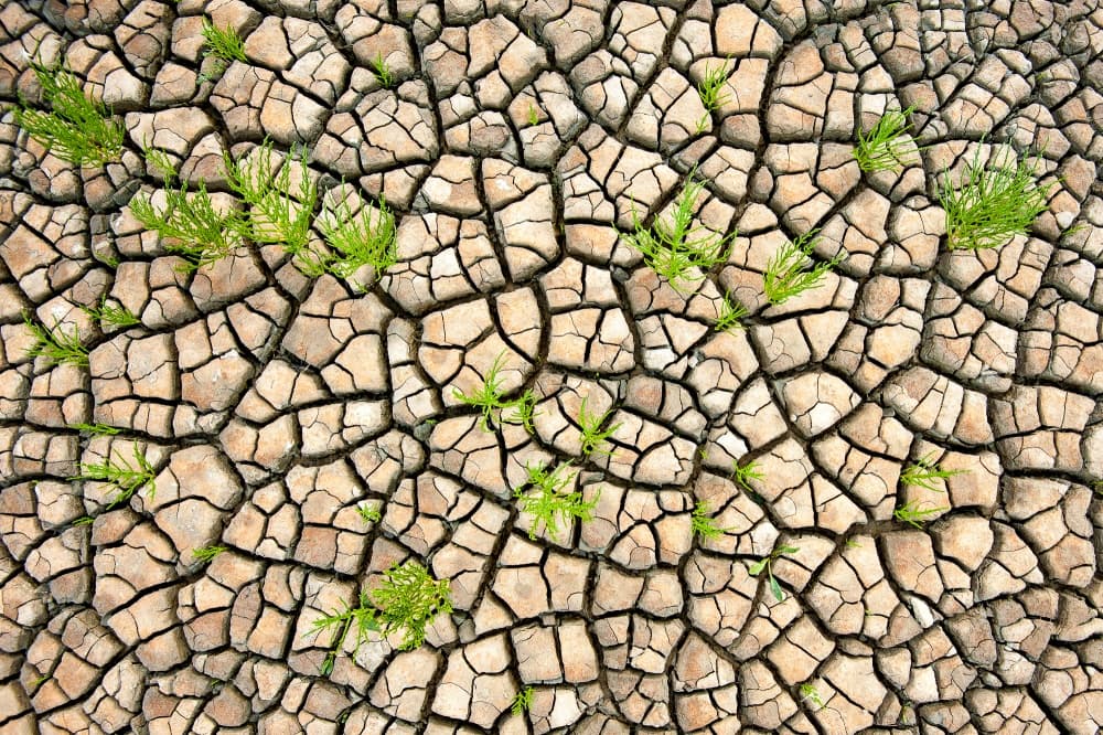 Cracked Earth Green Growth by Piet Haaksma — canvas wall art