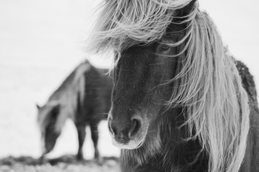 Windswept Winter Horse by konglingming — canvas wall art