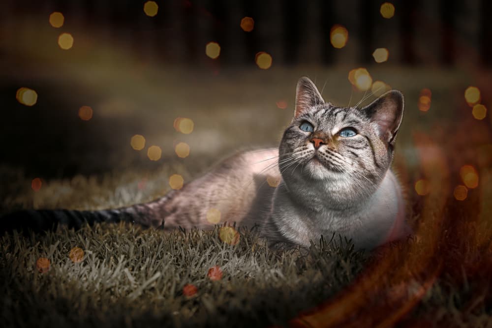 Dreamy Cat in Light by Peter Schade — canvas wall art